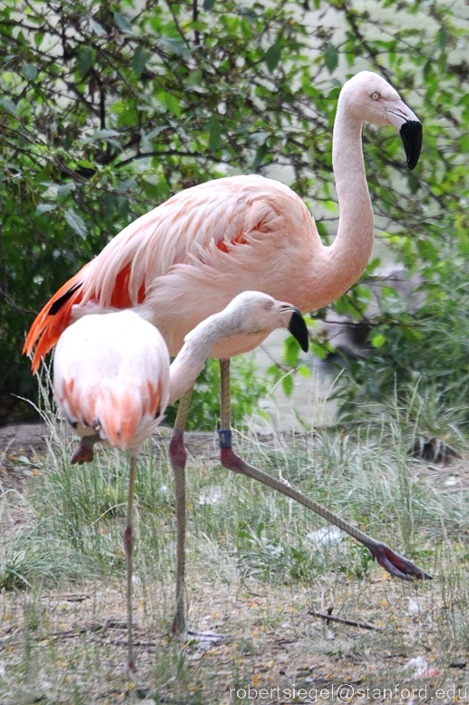 flamingo